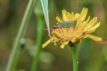 Short-winged cone-head grasshopper on a dandelion flower, in a forest in the eastern Andean mountains of central Colombia, near the town of Villa de Leyva.