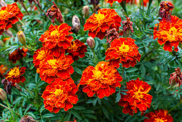 Blühende Tagetes