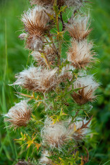 Distel mit Fruchtständen