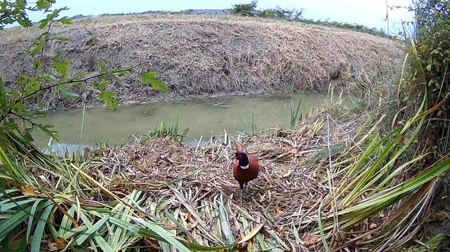 Faisan en bordure d'un cours d'eau &agrave; la campagne, film&eacute; &agrave; l'aide d'une cam&eacute;ra de chasse en journ&eacute;e