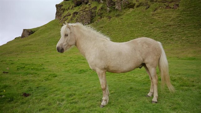 White Horse Standing on Green Grass