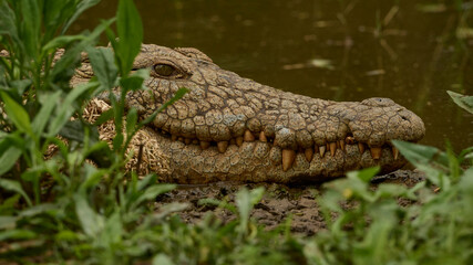 Close-up of a Nile crocodile in a waterhole at Manyoni Game reserve, South Africa
