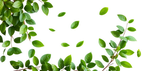 Obraz premium Lush Green Leaves And Branches With Scattered Leaves Transparent Background Isolate Nature Plant Tree Foliage