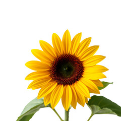 Naklejka premium Bright yellow sunflower with green leaves and dark brown center isolated on black isolate Yellow flower