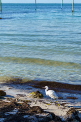 White Crane Bird on Holmes Beach Shoreline