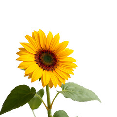 Obraz premium A vibrant yellow sunflower with green leaves and a detailed seed head isolate bloom botanical flora nature