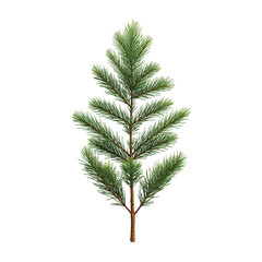 Spruce Branch With Fresh Green Needles Displayed on a Plain Background for Decoration or Design Purposes