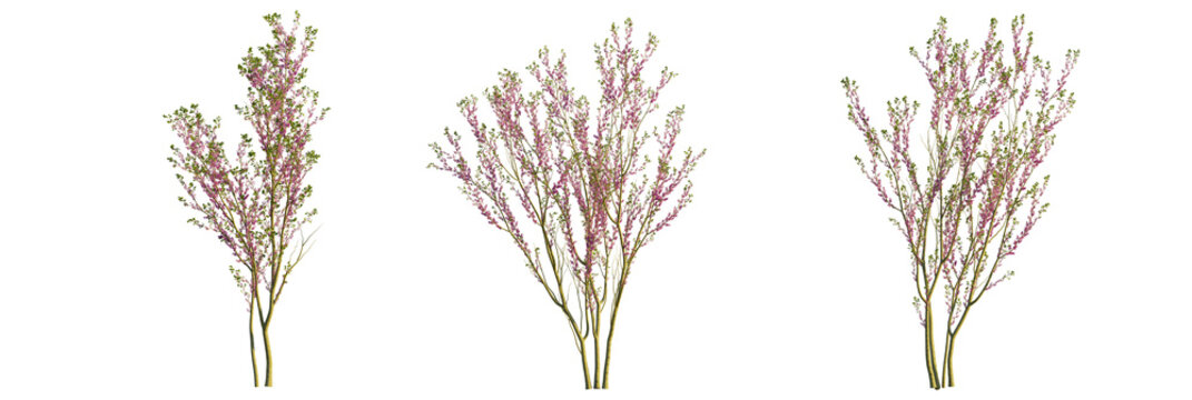 Cercis chinensis tree, front view, cutout, transparent background, isolate, Three blooming desert willow trees create a serene natural design element