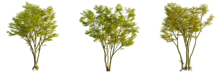 Acer palmatum tree, front view, cutout, transparent background, isolate, Stunning young trees with vibrant green foliage for nature scenes or designs