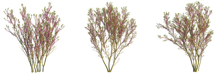 Cercis chinensis tree, front view, cutout, transparent background, isolate, Vibrant flowering bushes add a touch of nature to your design project