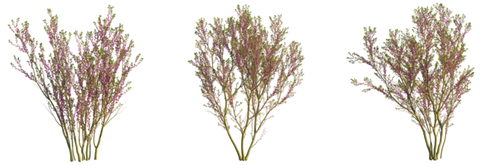 Cercis chinensis tree, front view, cutout, transparent background, isolate, Vibrant flowering bushes add a touch of nature to your design project