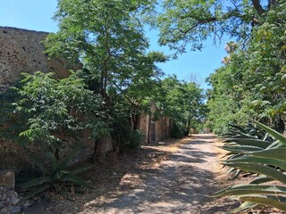 Una strada con gli edifici in rovina tra gli alberi nel borgo abbandonato di Carcaci.