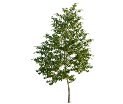 Oxydendrum arboreum tree, front view, cutout, transparent background, isolate, Graceful dogwood tree with lush green leaves casting soft, dappled shade