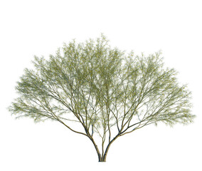 Parkinsonia aculeata tree, front view, cutout, transparent background, isolate, Captivating desert willow tree with delicate leaves and floral details