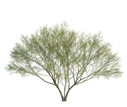 Parkinsonia aculeata tree, front view, cutout, transparent background, isolate, Captivating desert willow tree with delicate leaves and floral details