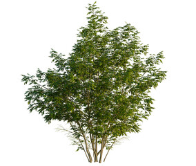 Staphylea colchica tree, front view, cutout, transparent background, isolate, Vibrant young tree flourishing with lush green leaves and tiny flowers