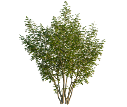 Staphylea colchica tree, front view, cutout, transparent background, isolate, Beautiful flowering tree enlivens landscape designs with natural beauty - Powered by Adobe