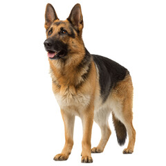 German Shepherd Standing Confidently With a Friendly Expression and Alert Posture in a Studio Setting.