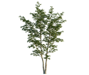 Stewartia pseudocamellia tree, front view, cutout, transparent background, isolate, Blooming tree boasts spring freshness in landscape designs and 3D renders