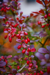 Barberry branches with vivid red berries and purple leaves in an autumn garden.