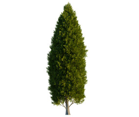Thuja occidentalis tree, front view, cutout, transparent background, isolate, Tall vibrant cypress tree adds natural elegance to your landscape design