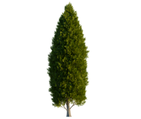 Thuja occidentalis tree, front view, cutout, transparent background, isolate, Tall vibrant cypress tree adds natural elegance to your landscape design