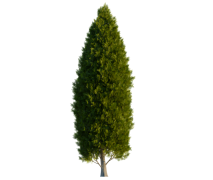 Thuja occidentalis tree, front view, cutout, transparent background, isolate, Tall vibrant cypress tree adds natural elegance to your landscape design