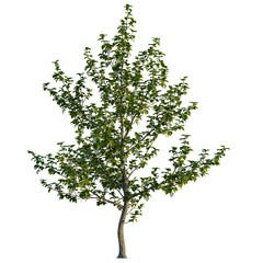 Obraz premium Davidia involucrata tree, front view, cutout, transparent background, isolate, Cottonwood tree shines in summer, adding graceful beauty to your design