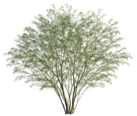 Parkinsonia aculeata tree, front view, cutout, transparent background, isolate, Elegant desert willow tree with light green leaves, natural park scenery