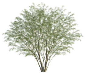 Parkinsonia aculeata tree, front view, cutout, transparent background, isolate, Elegant desert willow tree with light green leaves, natural park scenery