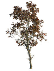 Fototapeta premium Acer ukurunduense tree, front view, cutout, transparent background, isolate, Autumn tree with golden light, perfect for fall designs and backgrounds