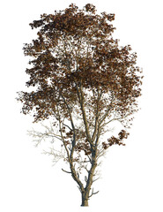 Acer ukurunduense tree, front view, cutout, transparent background, isolate, Autumn tree with golden leaves, ready for fall season designs, isolated