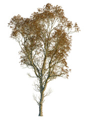 Obraz premium Celtis sinensis tree, front view, cutout, transparent background, isolate, Autumn tree shedding leaves, perfect for seasonal design or illustration
