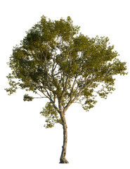 Morus alba tree, front view, cutout, transparent background, isolate, Magnificent tree with lush green leaves casting shade in summer sunlight