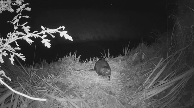 Ragondins vivant dans un cours d'eau &agrave; la campagne film&eacute;s &agrave; l'aide d'une cam&eacute;ra de chasse, la nuit