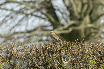 ein kleiner Spatz in einer Hainbuchenhecke noch ohne Bl&auml;tter im Fr&uuml;hjahr Haussperling