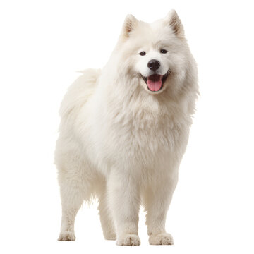 Friendly Samoyed Dog Standing Proudly in a Bright Indoor Setting During the Day