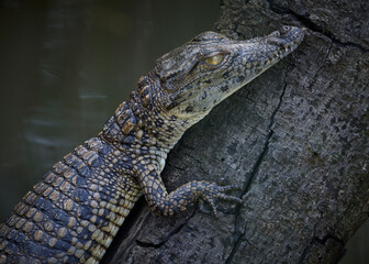 Fototapeta premium Close-up of a Baby crocodile on a log, St. Lucai Wetlands, Kwa-zulu Natal, South Africa.