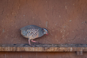  Red-legged partridge on a wooden perch, Morocco. Red-legged Partridge - Alectoris rufa, beautiful colored ground bird from the pheasant family.