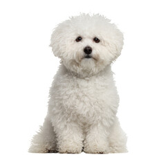 Obraz premium Fluffy White Dog Sitting on a Clean Background, Showcasing Its Playful and Cheerful Demeanor
