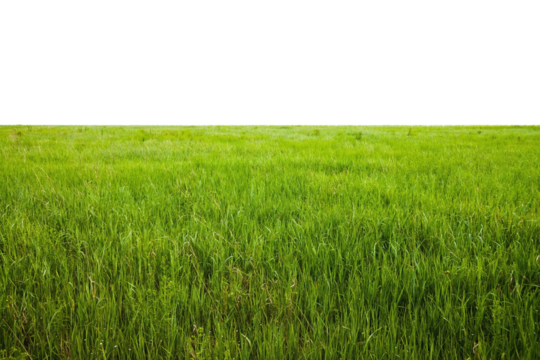 Lush Green Field Under Clear Blue Sky