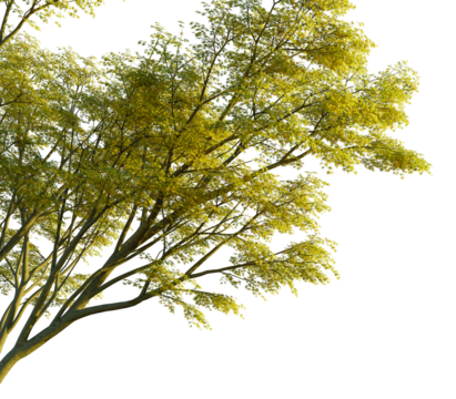 Acer palmatum tree, corner view, cutout, transparent background, isolate, Golden light illuminating tree with lush foliage in stunning clarity