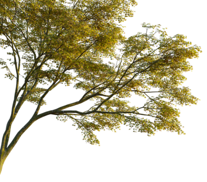 Acer palmatum tree, corner view, cutout, transparent background, isolate, Beautiful tree with golden leaves, perfect for autumn nature scenes