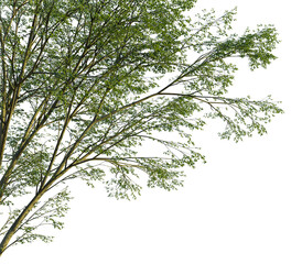 Carpinus turczaninowii tree, corner view, cutout, transparent background, isolate, Lush tree branches with fresh green leaves for elegant designs