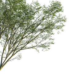 Carpinus turczaninowii tree, corner view, cutout, transparent background, isolate, Beautiful tree branch with green leaves for design elements or overlays