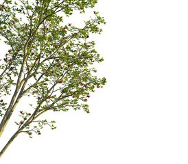 Magnolia liliifloratree, corner view, cutout, transparent background, isolate, Blooming magnolia tree with vibrant flowers, ideal for spring designs