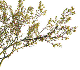 Malus micromalus tree, corner view, cutout, transparent background, isolate, Delicate pink blossoms on tree branch bring a touch of springtime beauty