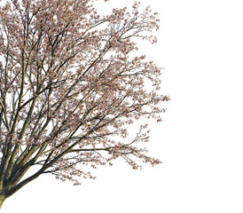 Prunus cerasifera tree, corner view, cutout, transparent background, isolate, Delicate cherry blossom tree with transparent background for designs