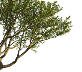 Punica granatum tree, corner view, cutout, transparent background, isolate, Elegant flowering tree with soft white blossoms creates serene beauty