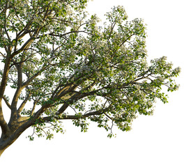 Pyrus tree, corner view, cutout, transparent background, isolate, Blooming dogwood tree branches in spring, vibrant floral freshness